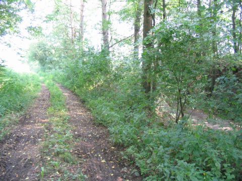 Nordportal des alten Freienseener Tunnels