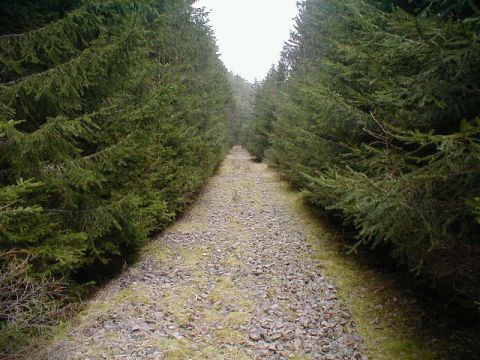 Trasse im Wald