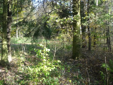 Abzweig zum Militrflugplatz Dornberg-Schlempertshof