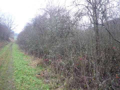 Weiterfhrung des Anschlussgleises