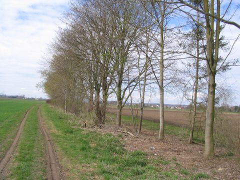 Zwischen Gundelfingen und Bchingen