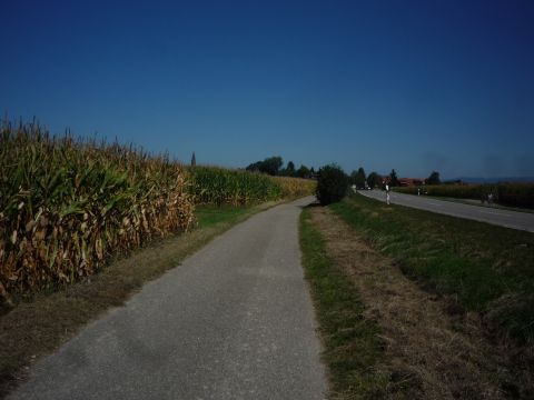 Zwischen Diersheim und Rheinbischofsheim