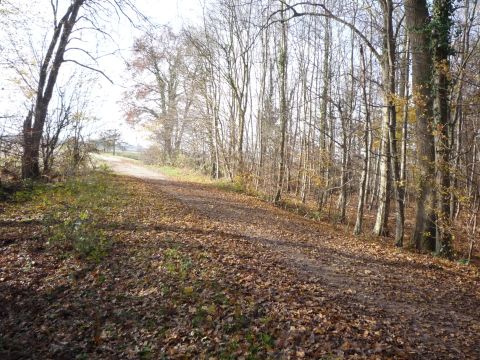 Zwischen Ichenheim und Meienheim