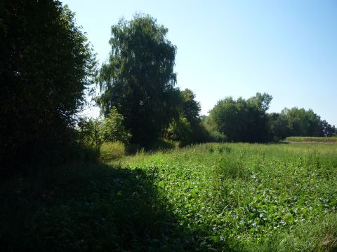 Zwischen Kehl und Auenheim